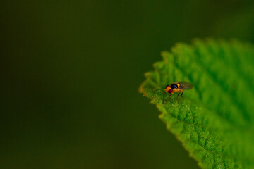Bug on leaf