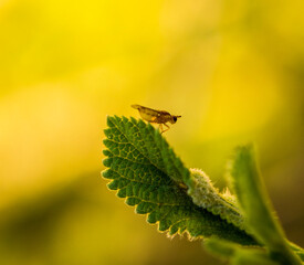 fly on a leaf