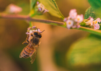 bee on a flower