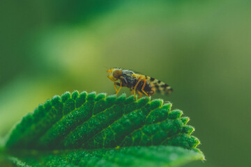 Bug on leaf