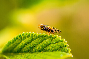 Fly on leaf