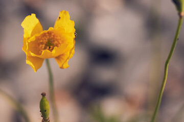 Yellow flower Poppies with insect