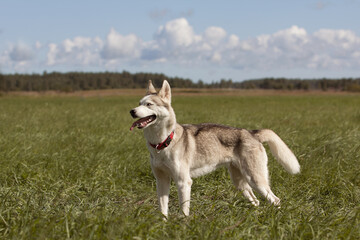 husky dog