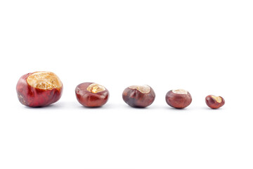 Five chestnuts (Aesculus hippocastanea), sorted according to size, lie in a row, isolated against a white background. The autumn fruits shine and invite you to do handicrafts.