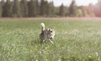 siberian husky in the grass