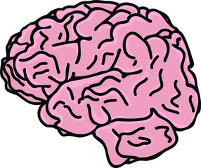 human brain illustration