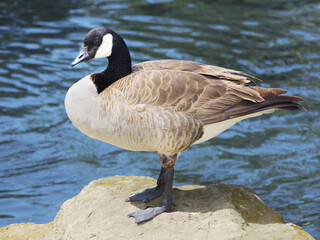 Canadian Goose perched on a rock by lake.