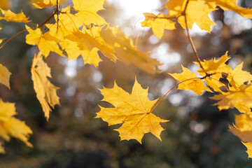 Naklejka na ściany i meble Autumn leaves on the sun and blurred trees . Fall background.