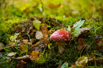 autumn forest toxic red mushroom fly agaric in outdoor colorful environment space in October day