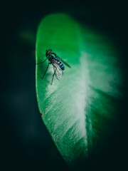 Fly on Leaf
