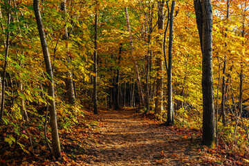 Walking in Chauveau Park