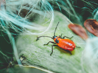 bug on a leaf