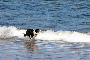 A dog running in the surf on the beach at  Eyemouth, Scotland, UK