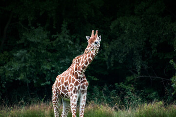 Obraz premium Single Giraffe in the zoo. Keeping wild animals in captivity