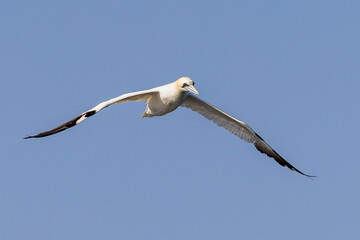 Gannet (Morus bassanus) - Photographed at Saint Abbs, Scotland, UK