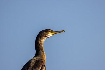 Portrait of a Cormarant (Phalacrocorax carbo) - Photographed at Saint Abbs, Scotland, UK