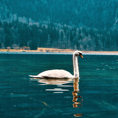 swan on the lake