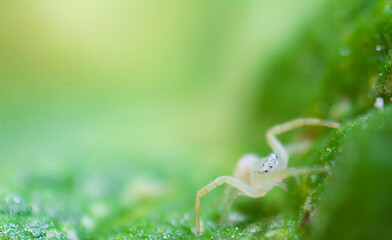 spider on a leaf