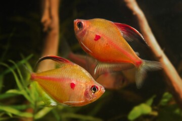 ritual fight for female and games of of bleeding heart tetra adult males, fantastic blackwater...