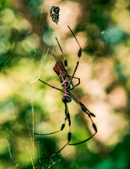 spider on a web