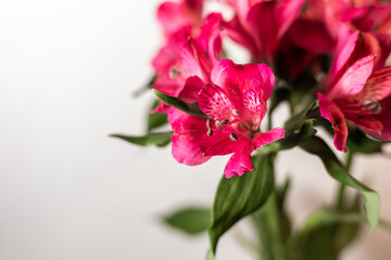 Alstroemeria pink on a white background
