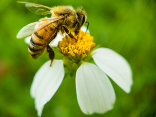 bee on flower