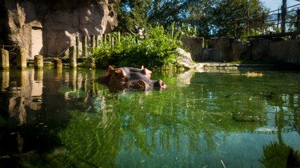 Hippo in water