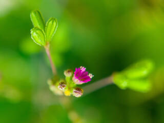 close up of a flower