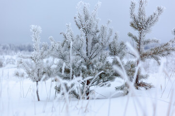 three small pine trees against the winter forest, used as a backdrop