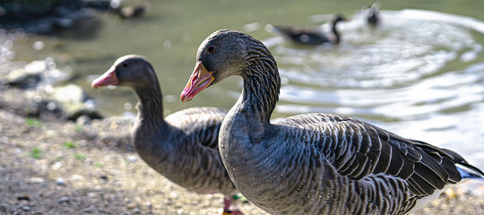 goose in the water