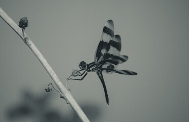 dragonfly on a branch