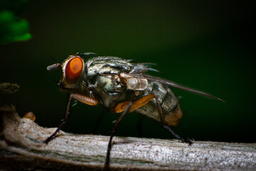 close up of fly