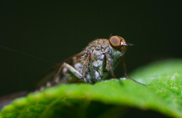 Mosquito on leaf