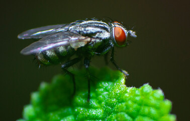 fly on leaf