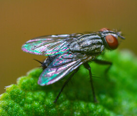 fly on leaf