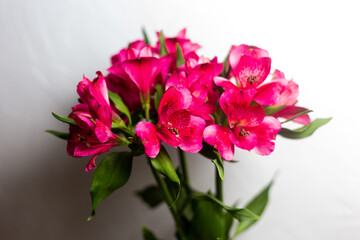 Alstroemeria pink on a white background