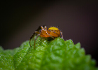 macro of a bug