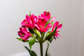 Alstroemeria pink on a white background