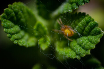 spider on leaf