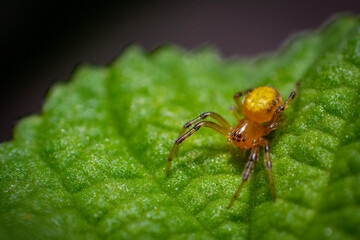 spider on a leaf