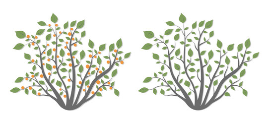 Bush plants with green leaves and red berries in two versions on a white background