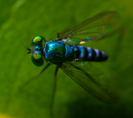 fly on leaf