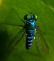 close up of a fly
