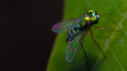 fly on leaf