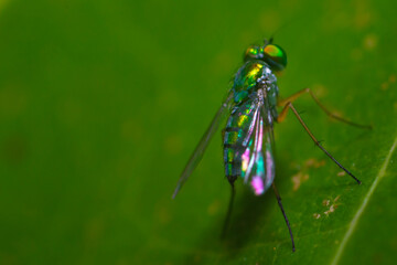 fly on leaf