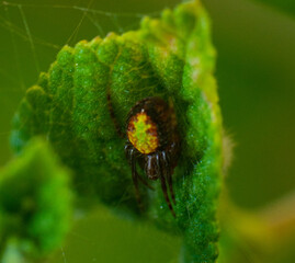 spider on a leaf