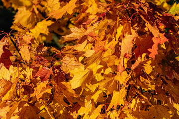 Beautiful yellow, orange and red leaves on a maple branch. happy autumn.