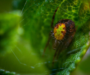spider on a web