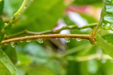 Gouttes de rosée sur une branche
