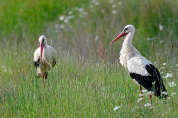 Weißstorch (Ciconia ciconia) -  White stork